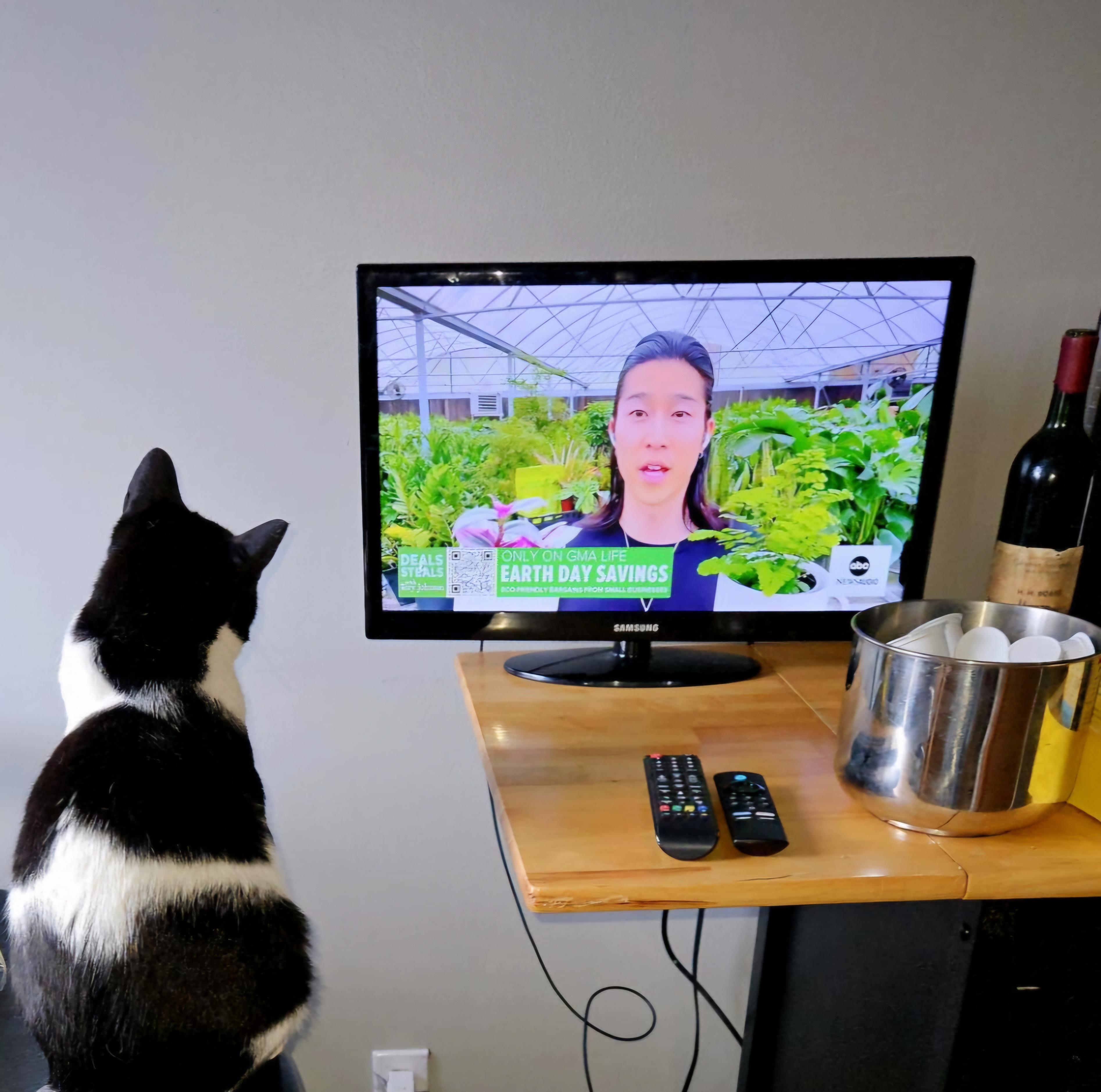 Enlarge Bingo, a Adopted Tuxedo in Mount Clemens, MI image 3/6