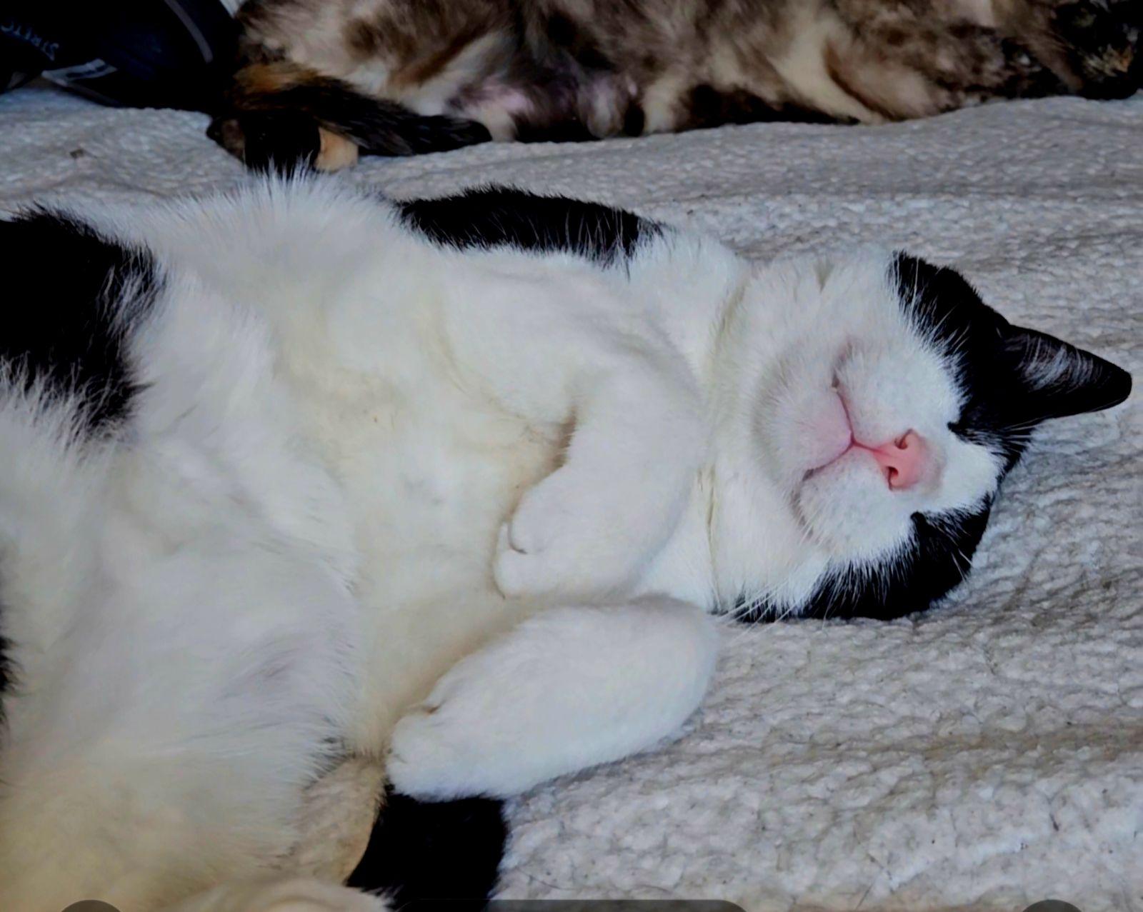 Enlarge Bingo, a Adopted Tuxedo in Mount Clemens, MI image 5/6