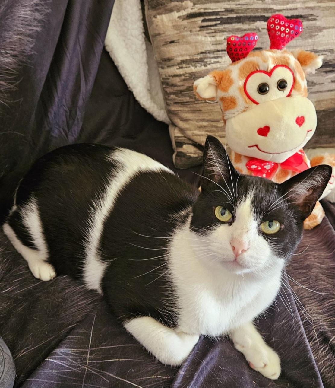 Enlarge Bingo, a Adopted Tuxedo in Mount Clemens, MI image 1/6