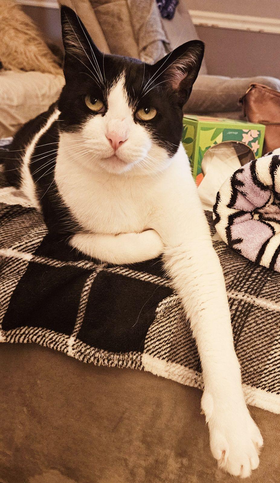 Enlarge Bingo, a Adopted Tuxedo in Mount Clemens, MI image 2/6