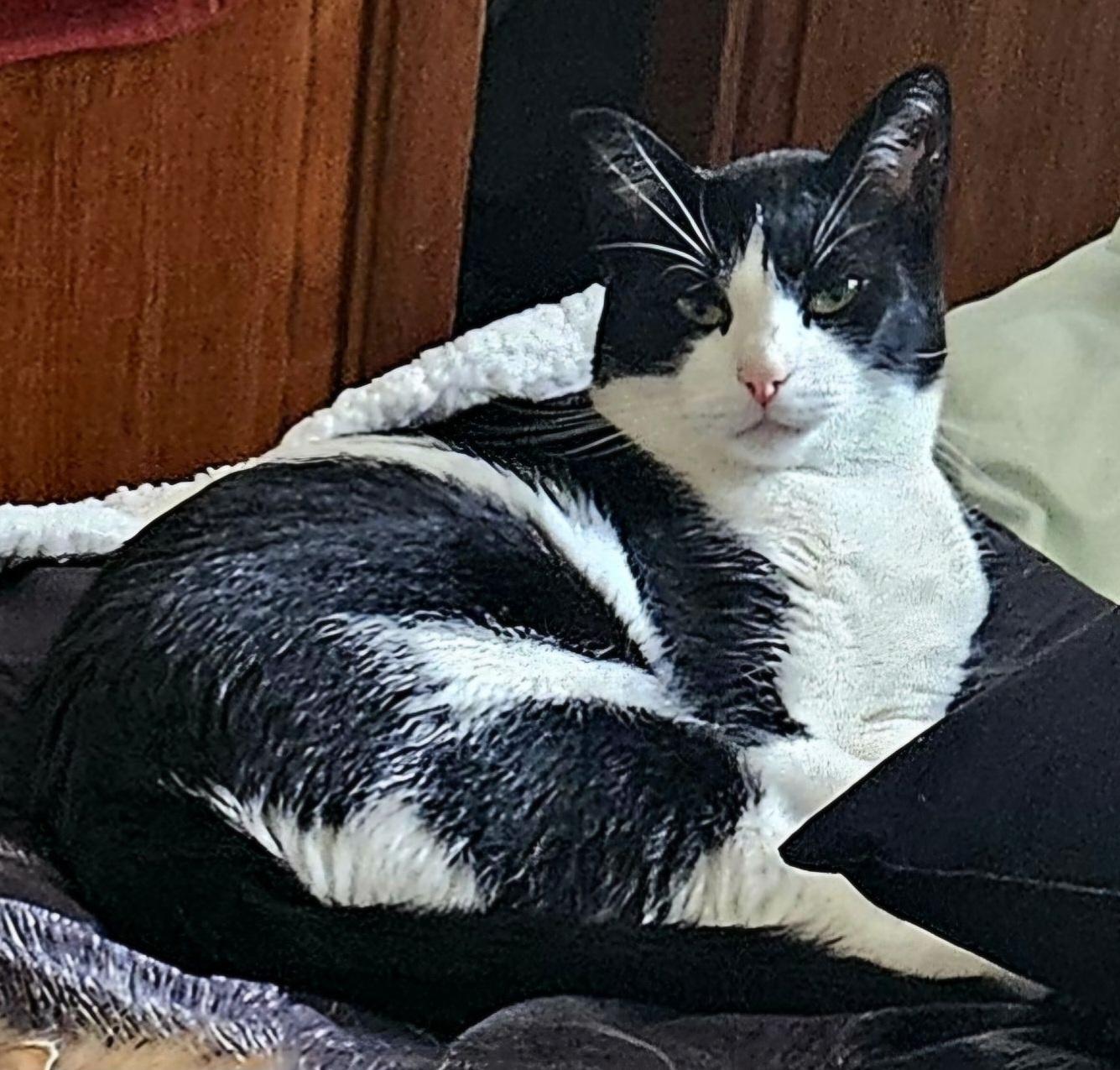 Enlarge Bingo, a Adopted Tuxedo in Mount Clemens, MI image 6/6