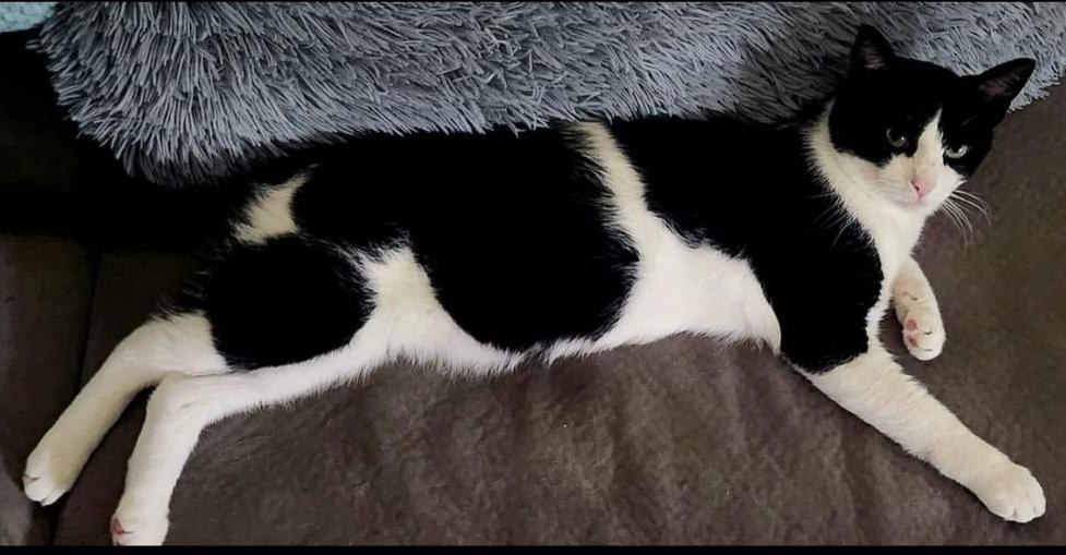 Enlarge Bingo, a Adopted Tuxedo in Mount Clemens, MI image 4/6