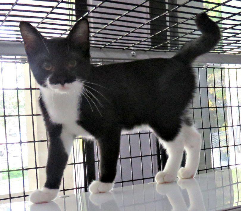 Enlarge Bart, a Adoptable mixed breed in Lexington, VA image 1/1
