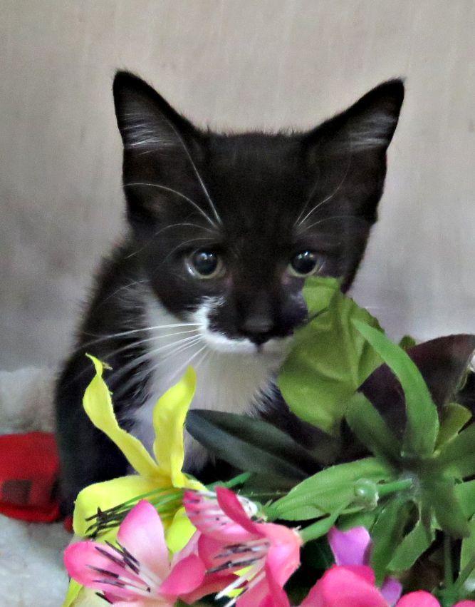 Bart, ADOPTABLE, Kitten Male Domestic Short Hair.