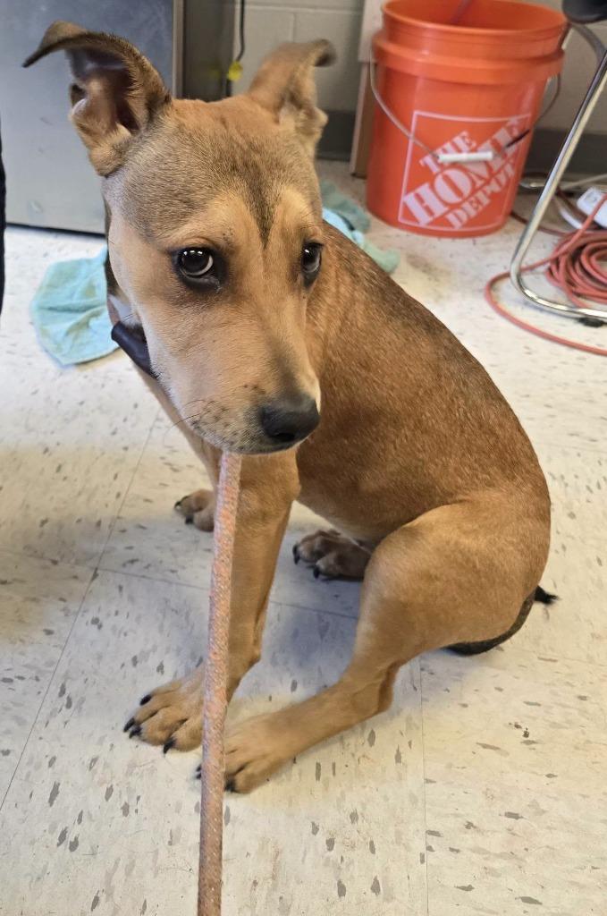 Poppi, Adoptable, Young Female Australian Shepherd.