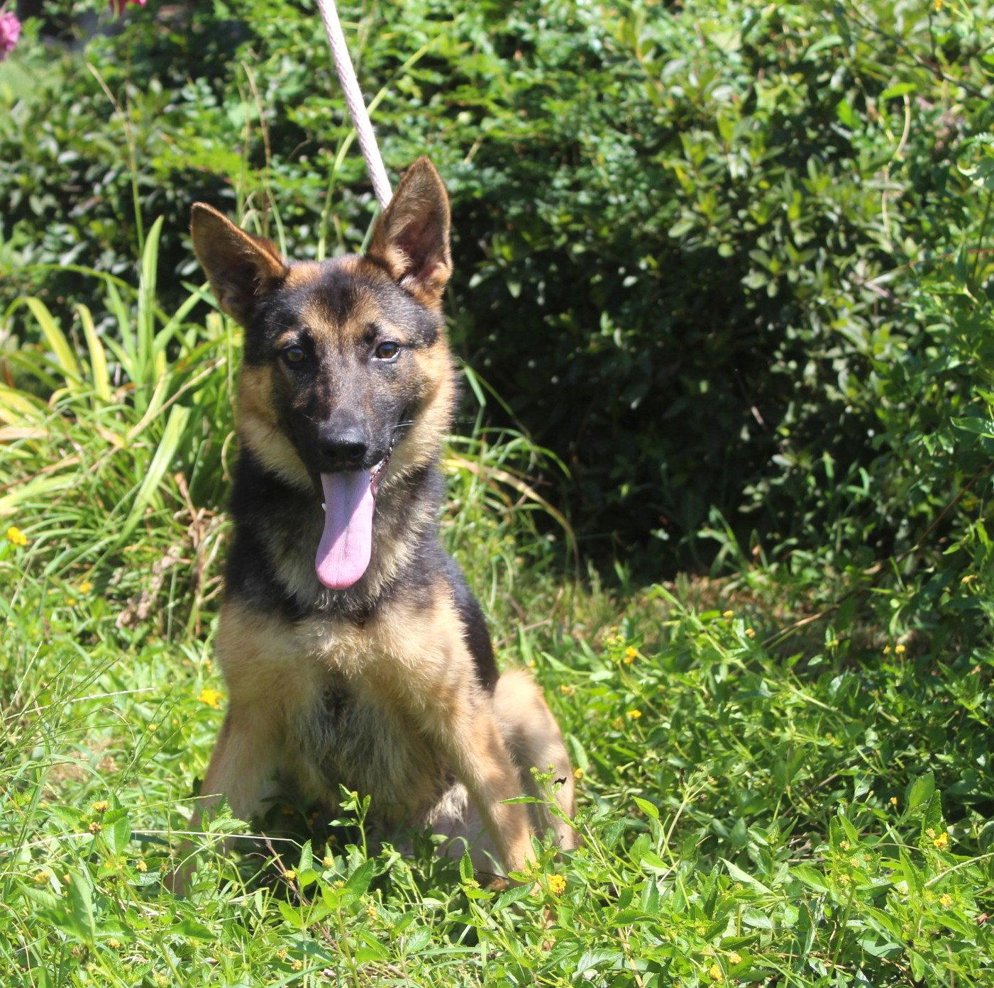 Jaxon-6 m NeuterContractRequired $425, Adoptable, Puppy Male German Shepherd Dog.