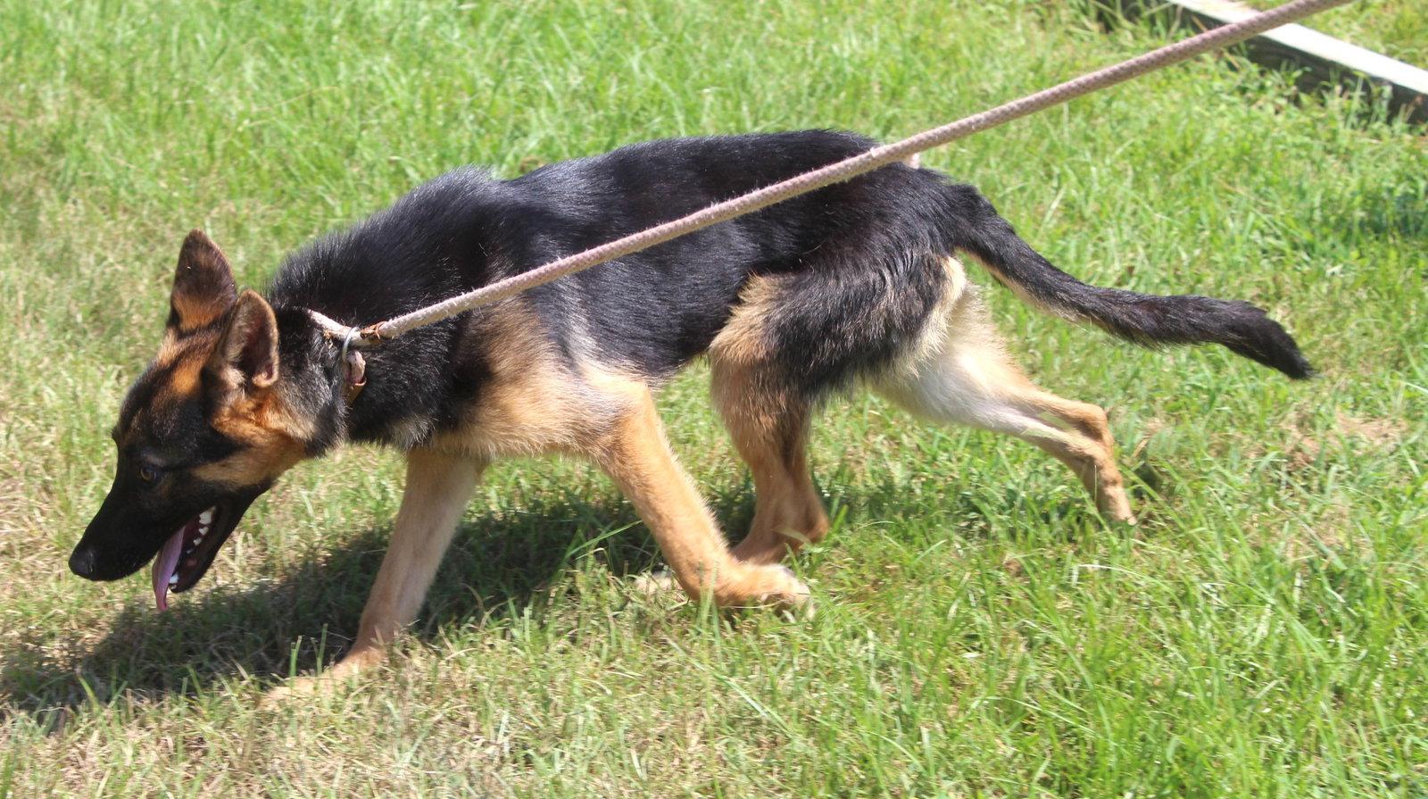 Enlarge Jaxon-6 m NeuterContractRequired $425, a Adoptable German Shepherd Dog in Holly Hill, SC image 2/3