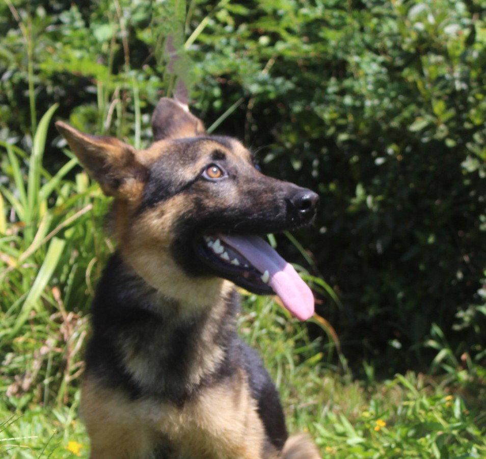 Enlarge Jaxon-6 m NeuterContractRequired $425, a Adoptable German Shepherd Dog in Holly Hill, SC image 3/3