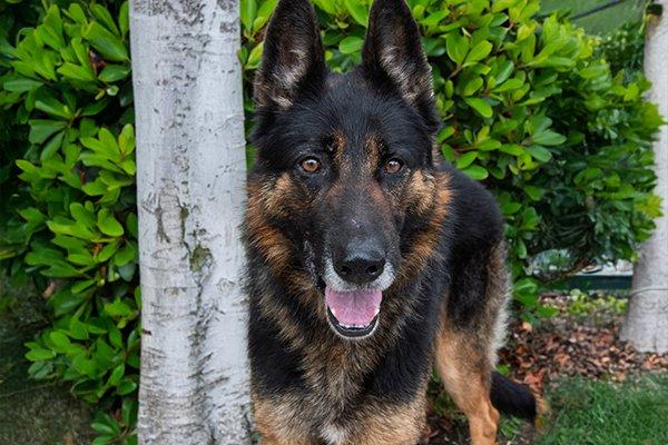 Dallas, Adult Male German Shepherd Dog