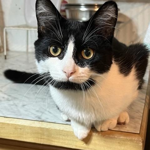 Paulie, Adoptable, Young Male Tuxedo.