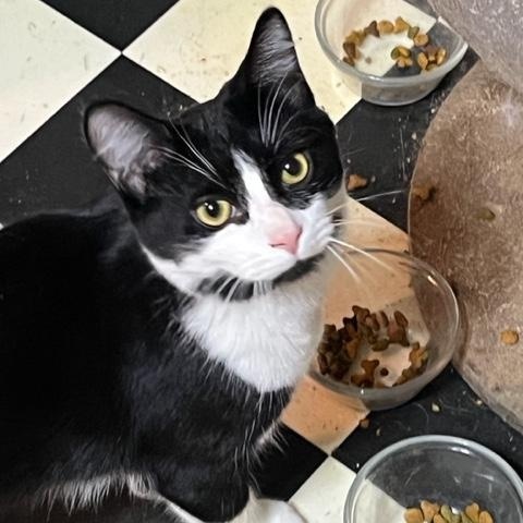 Paulie, Adoptable, Young Male Tuxedo.