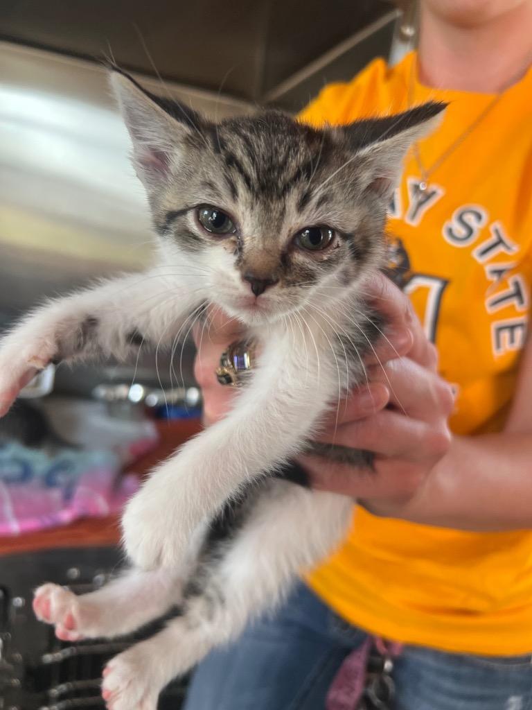 Enlarge Yippie, a Adoptable mixed breed in Murray, KY image 1/1