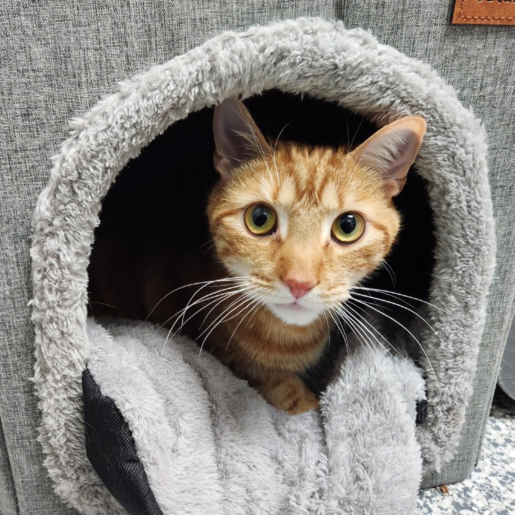 Enlarge Garfield, a Adoptable Domestic Short Hair in Brookfield, WI image 1/6