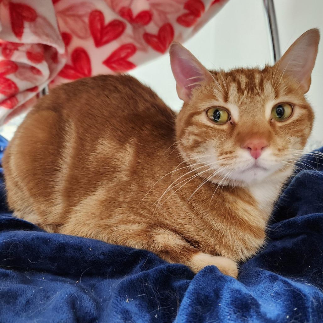 Enlarge Garfield, a Adoptable Domestic Short Hair in Brookfield, WI image 3/6