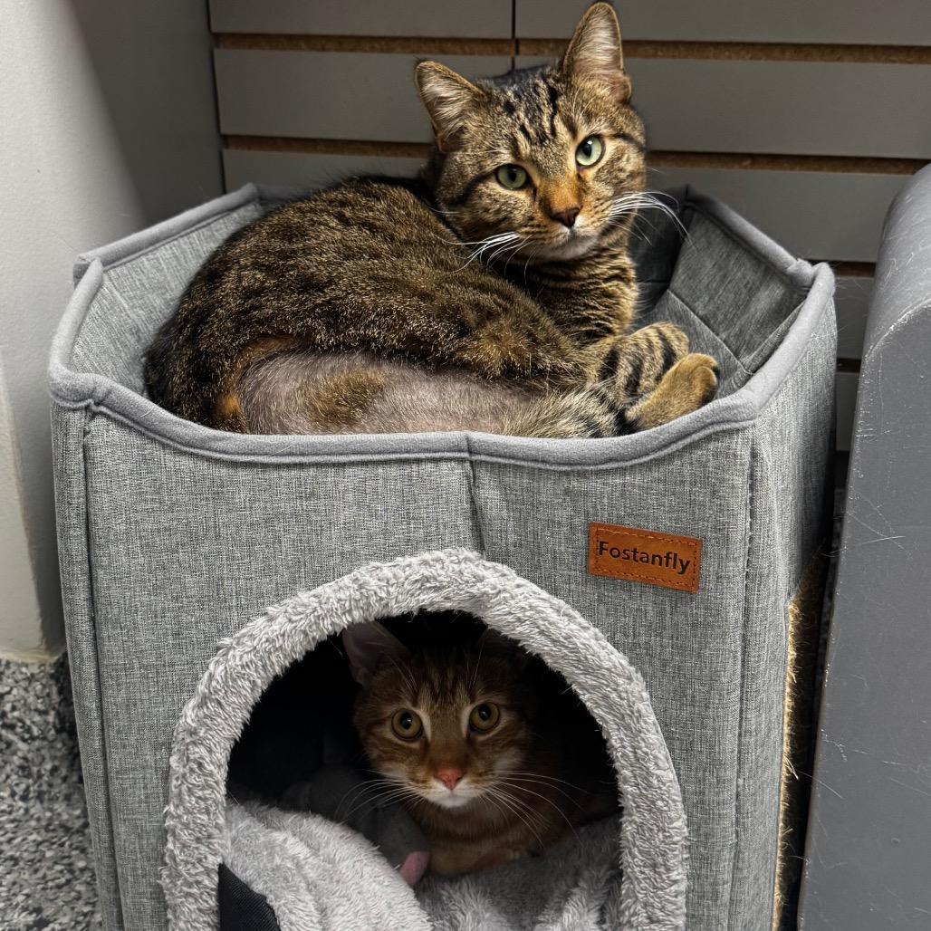 Enlarge Garfield, a Adoptable Domestic Short Hair in Brookfield, WI image 4/6