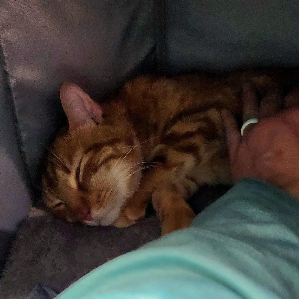 Enlarge Garfield, a Adoptable Domestic Short Hair in Brookfield, WI image 5/6