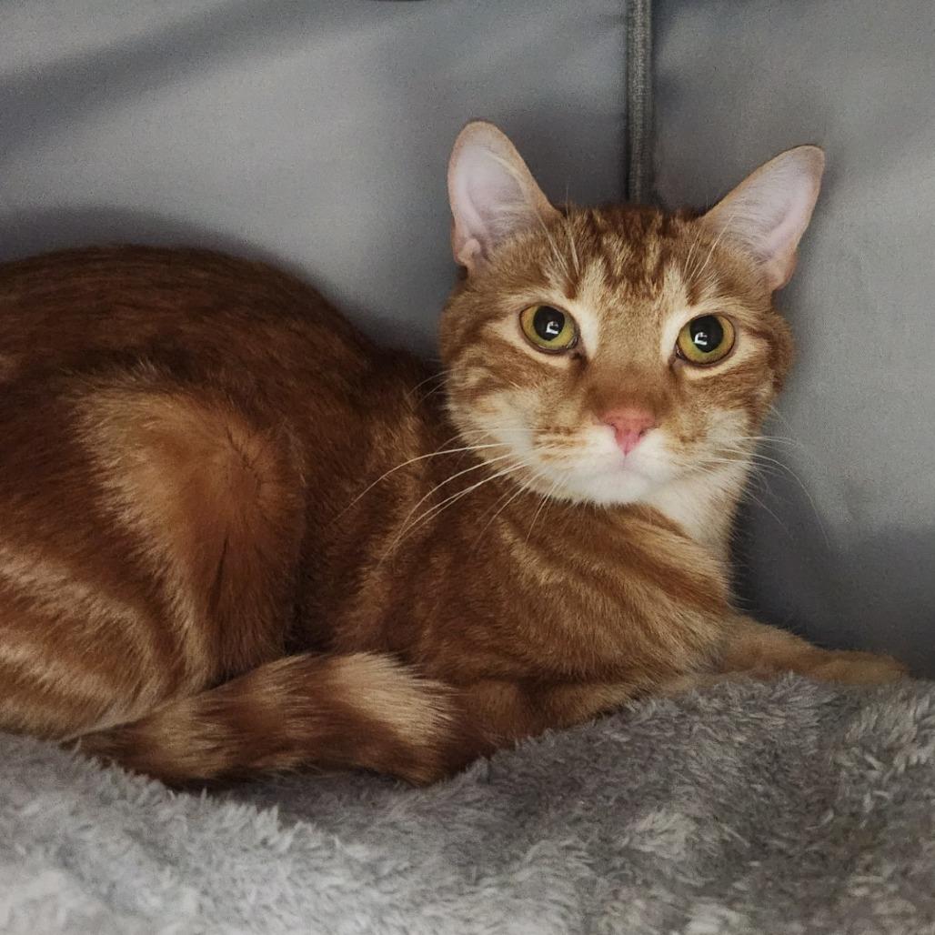 Enlarge Garfield, a Adoptable Domestic Short Hair in Brookfield, WI image 6/6