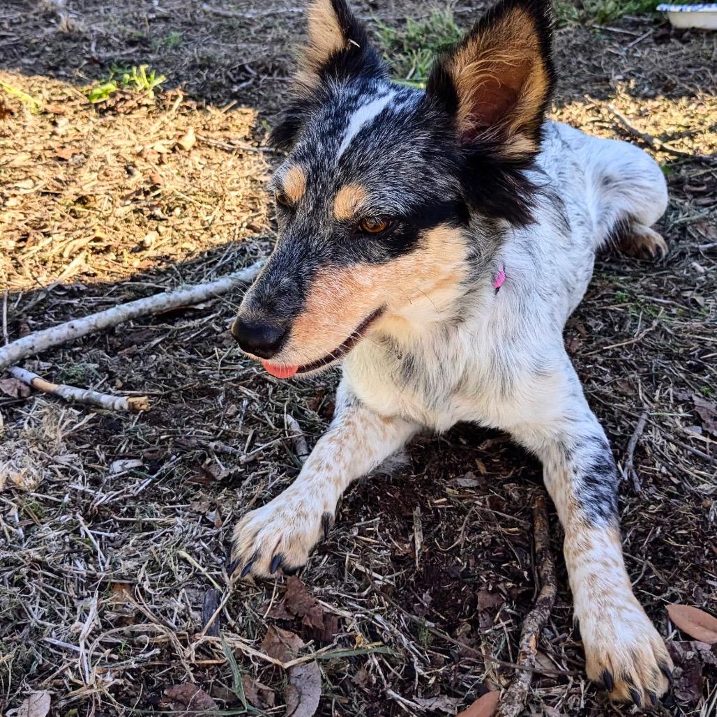 Capri, Adoptable, Young Female Australian Cattle Dog / Blue Heeler.