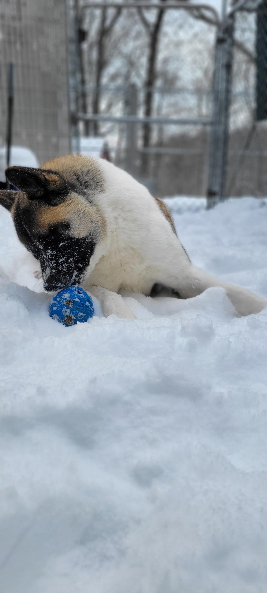 Enlarge Akeela , a ADOPTABLE Akita in Seville, OH image 2/5