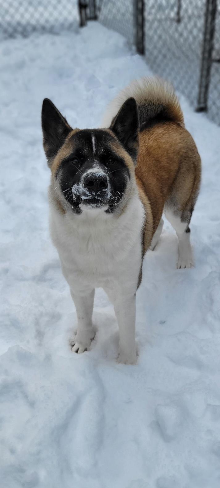 Akeela , ADOPTABLE, Puppy Female Akita.