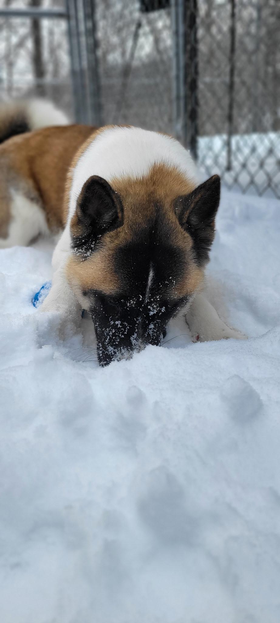 Enlarge Akeela , a ADOPTABLE Akita in Seville, OH image 4/5