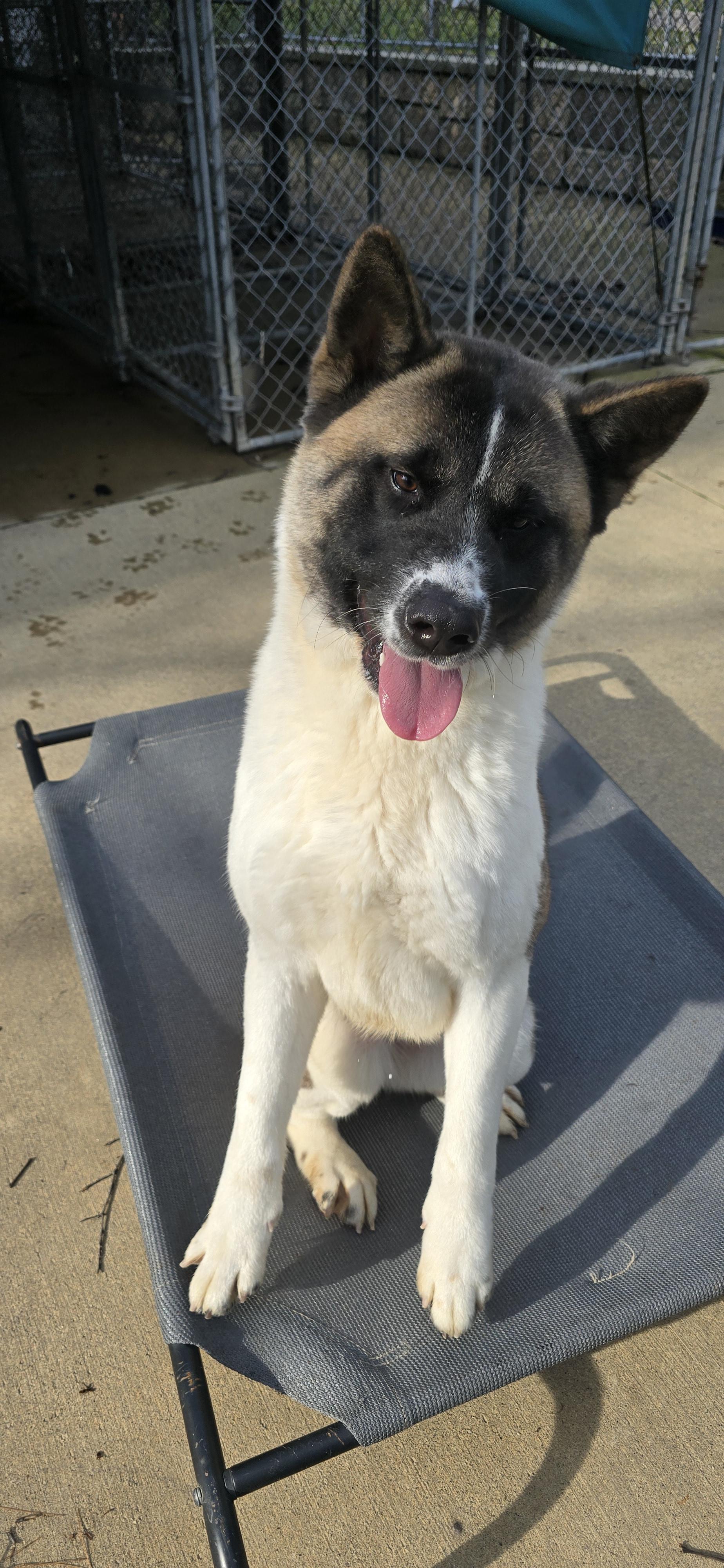 Enlarge Akeela , a ADOPTABLE Akita in Seville, OH image 5/5