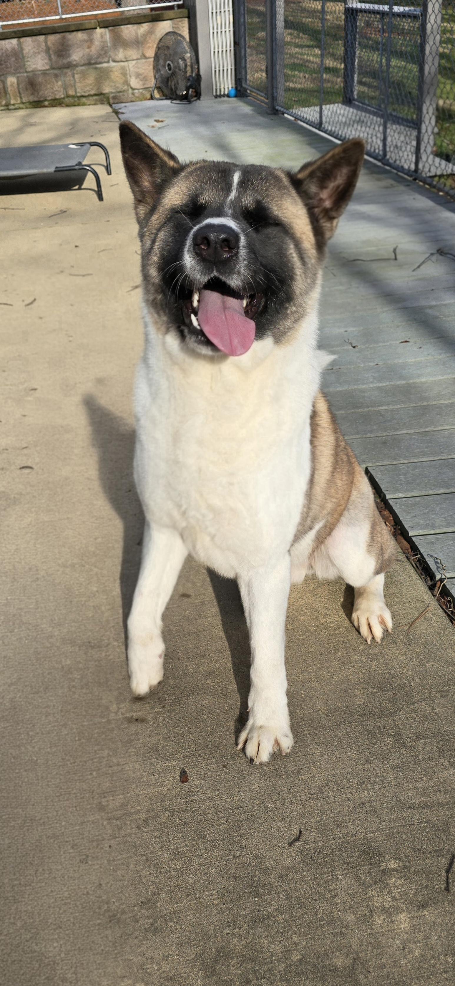 Enlarge Akeela , a ADOPTABLE Akita in Seville, OH image 3/5