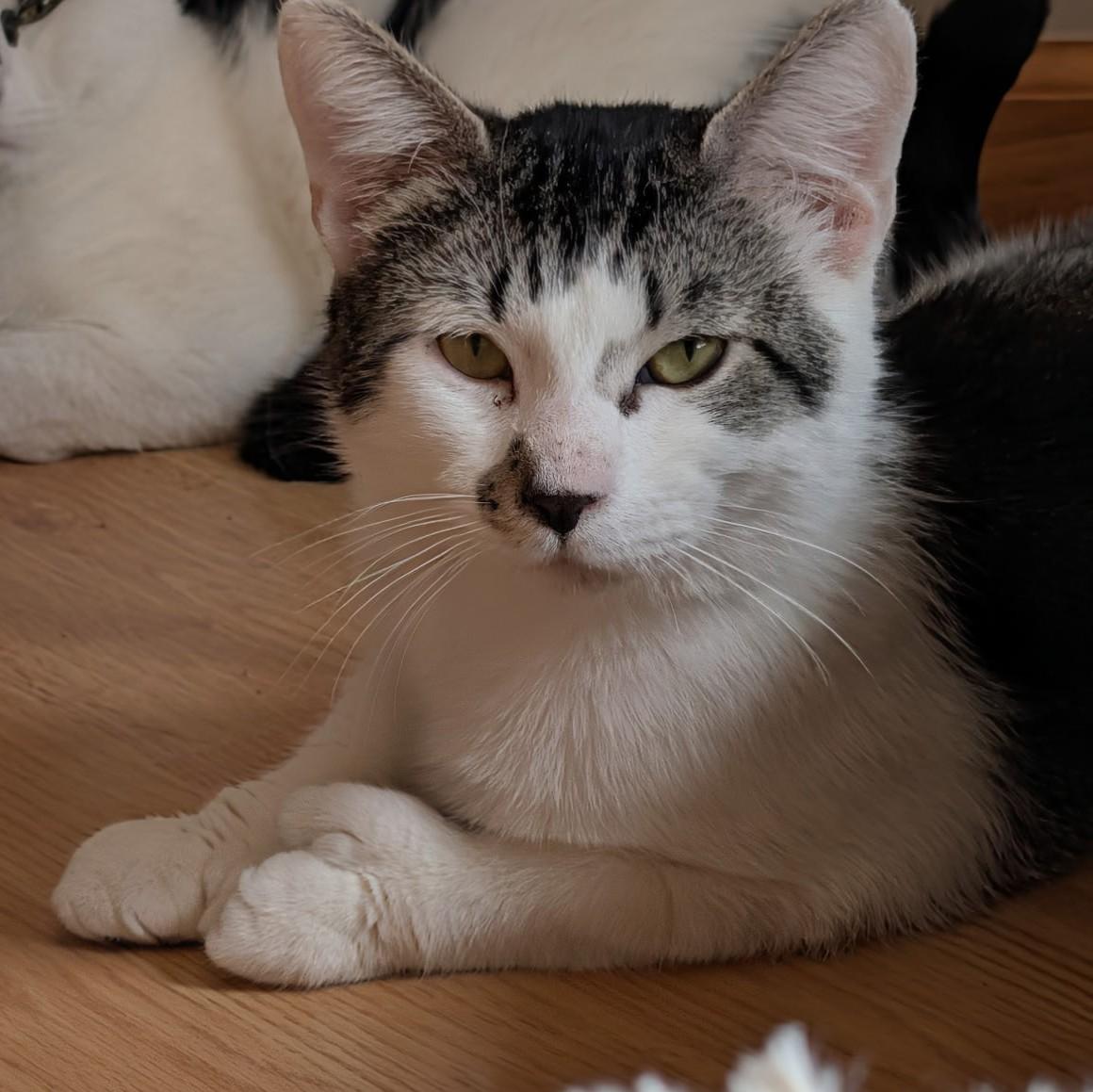 Enlarge Pinto, a Adoptable Domestic Short Hair in Avon, NY image 1/2