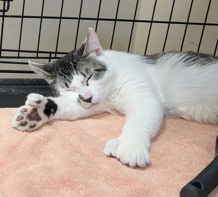 Enlarge Pinto, a Adoptable Domestic Short Hair in Avon, NY image 2/2