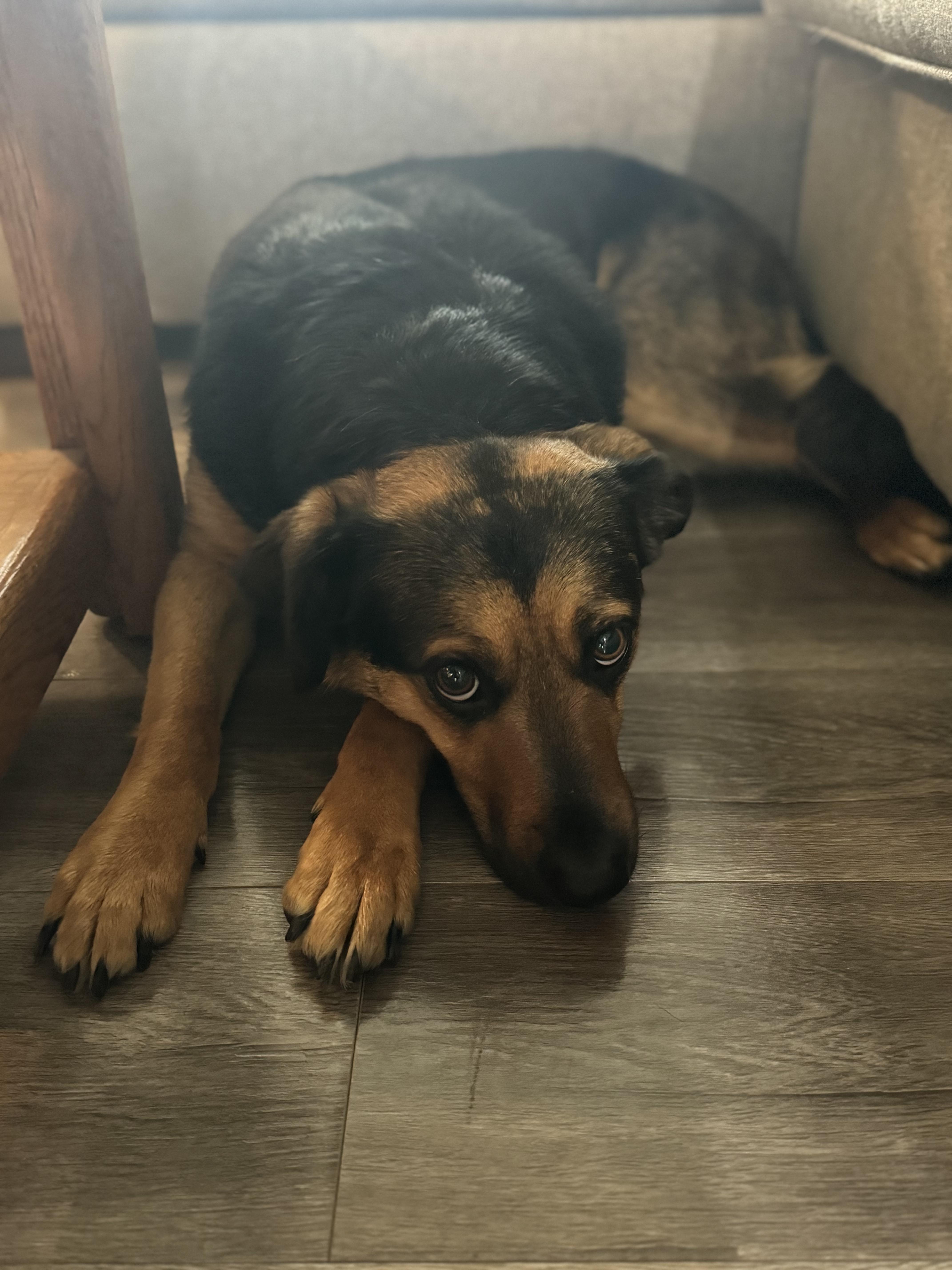 Enlarge Maggie, an adopted mixed breed in La Center, WA image 6/6