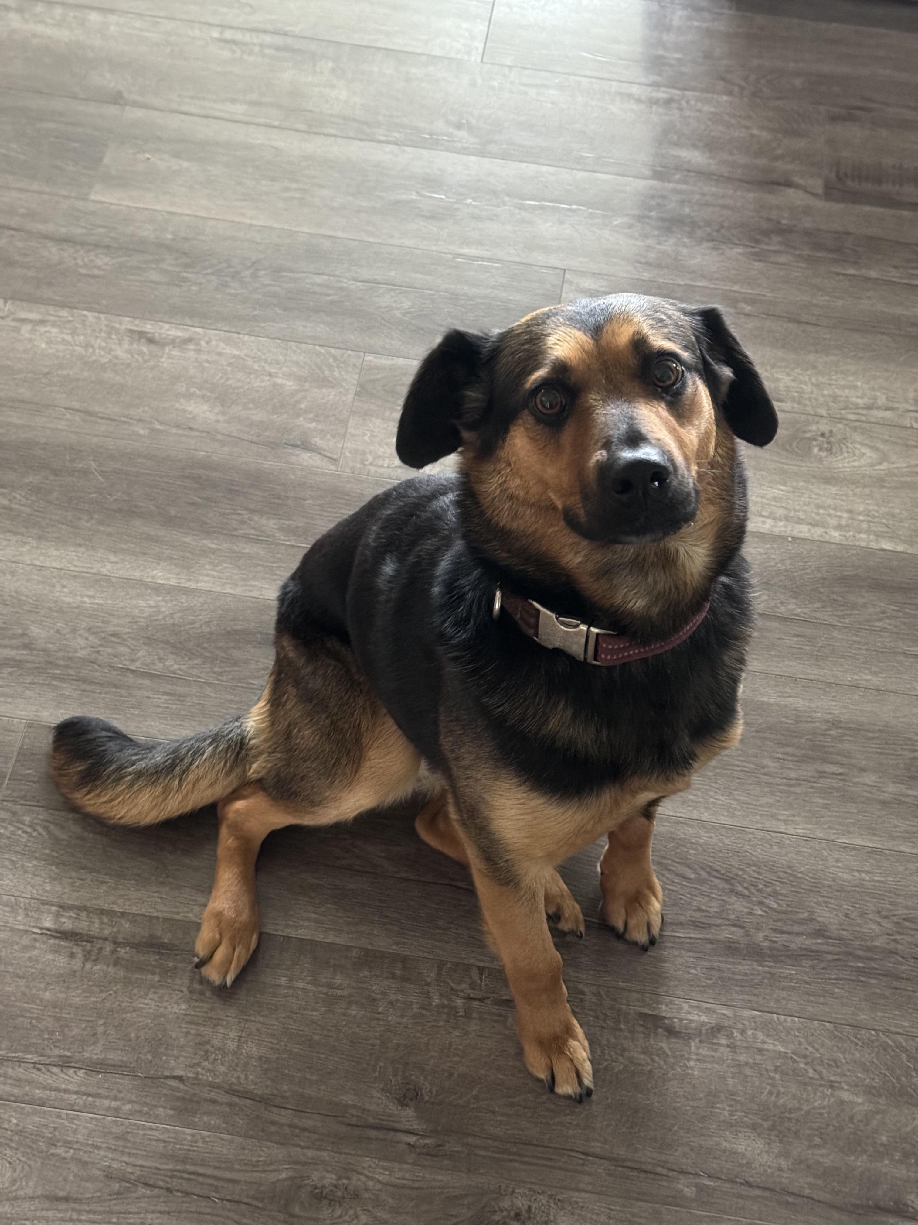 Enlarge Maggie, an adopted mixed breed in La Center, WA image 4/6