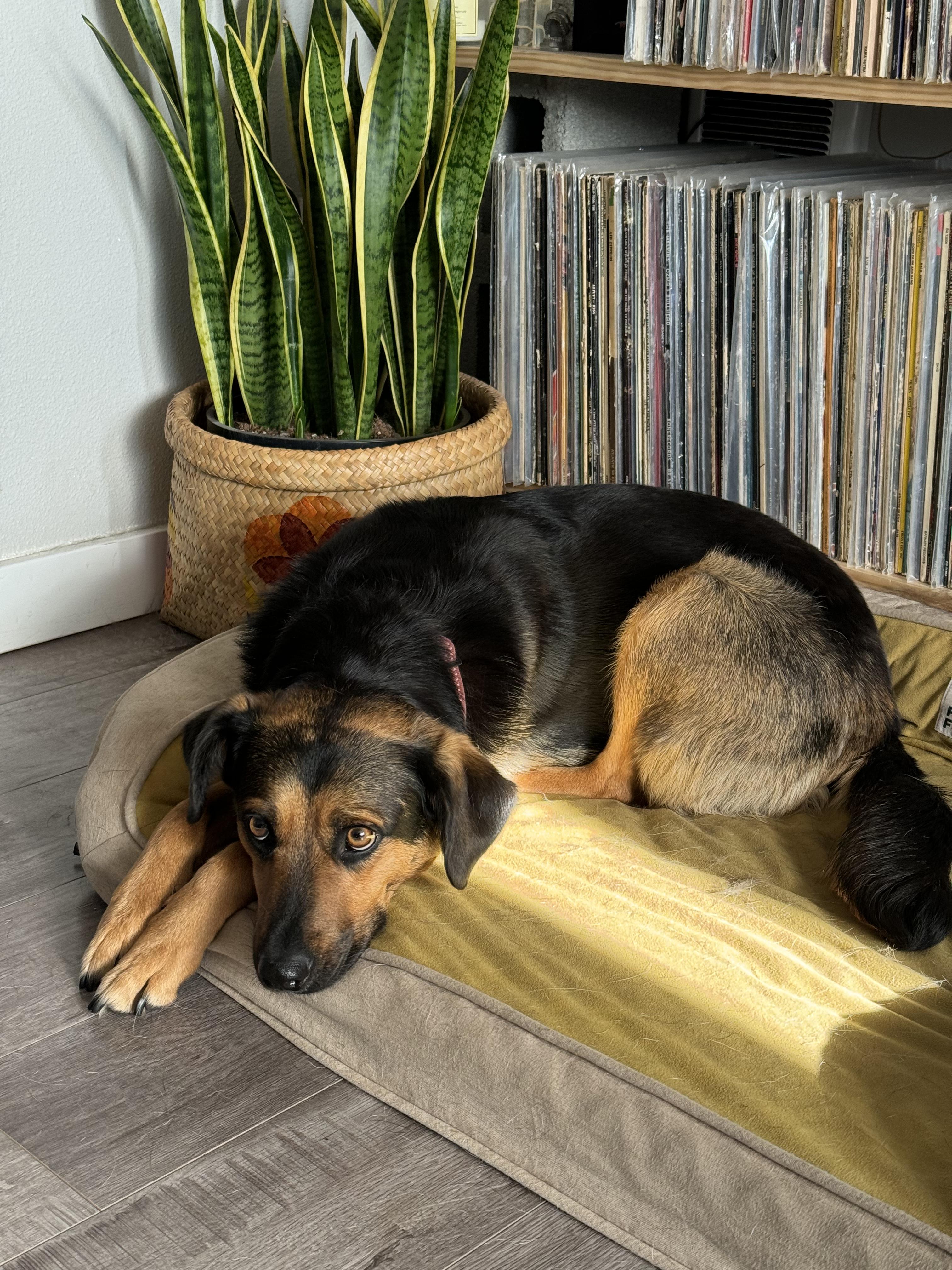 Enlarge Maggie, an adopted mixed breed in La Center, WA image 5/6