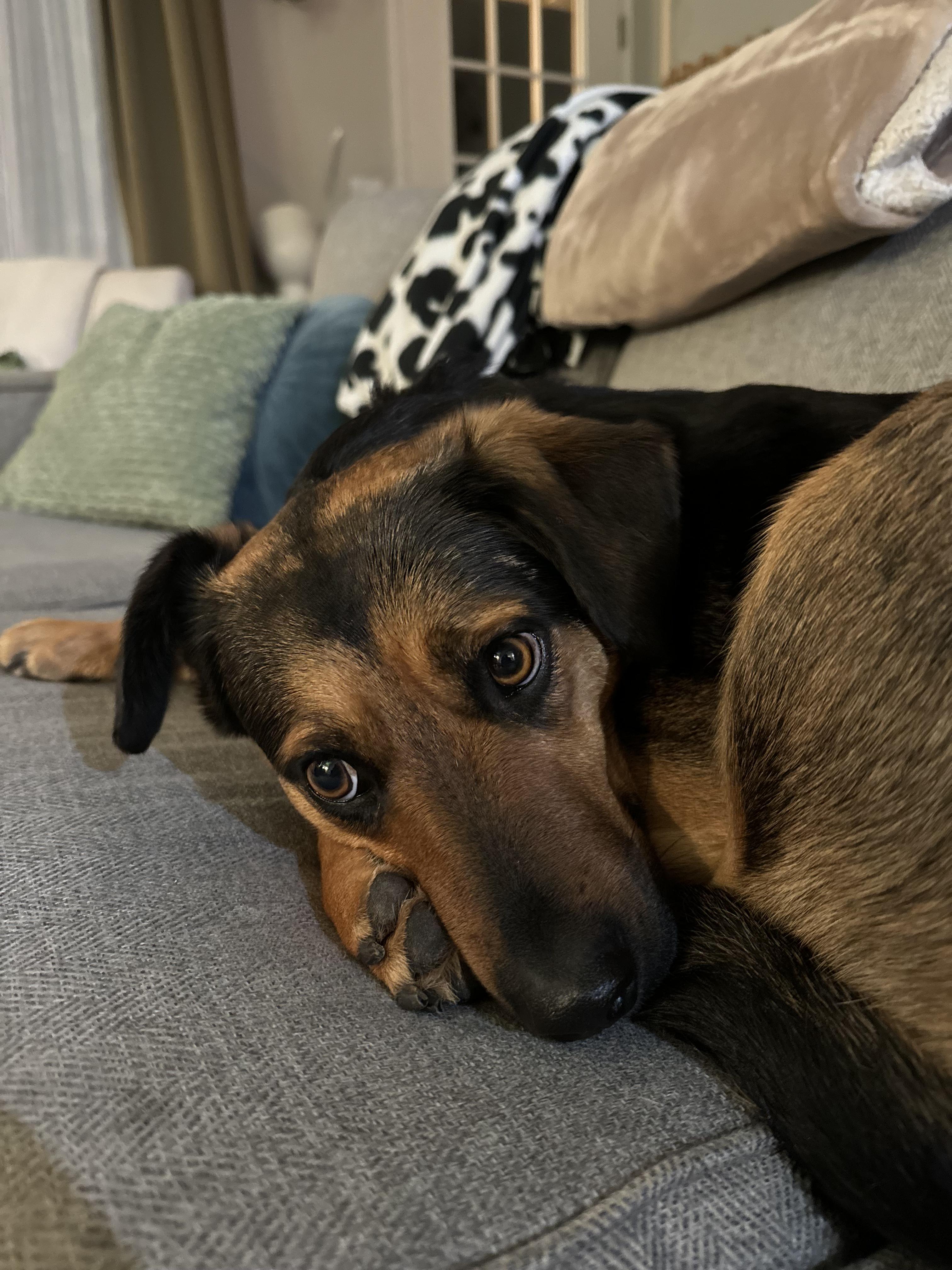 Enlarge Maggie, an adopted mixed breed in La Center, WA image 3/6