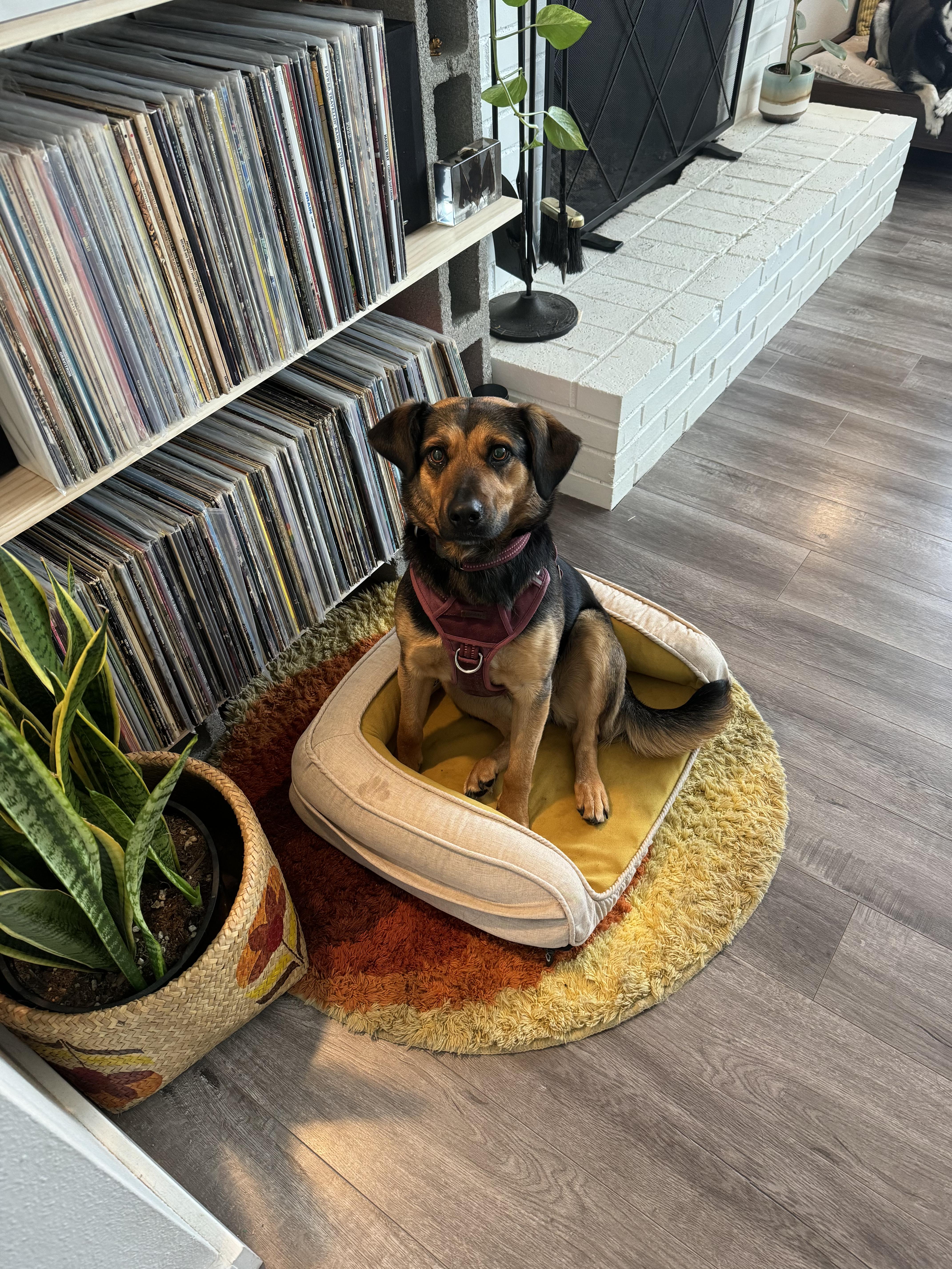 Enlarge Maggie, an adopted mixed breed in La Center, WA image 1/6