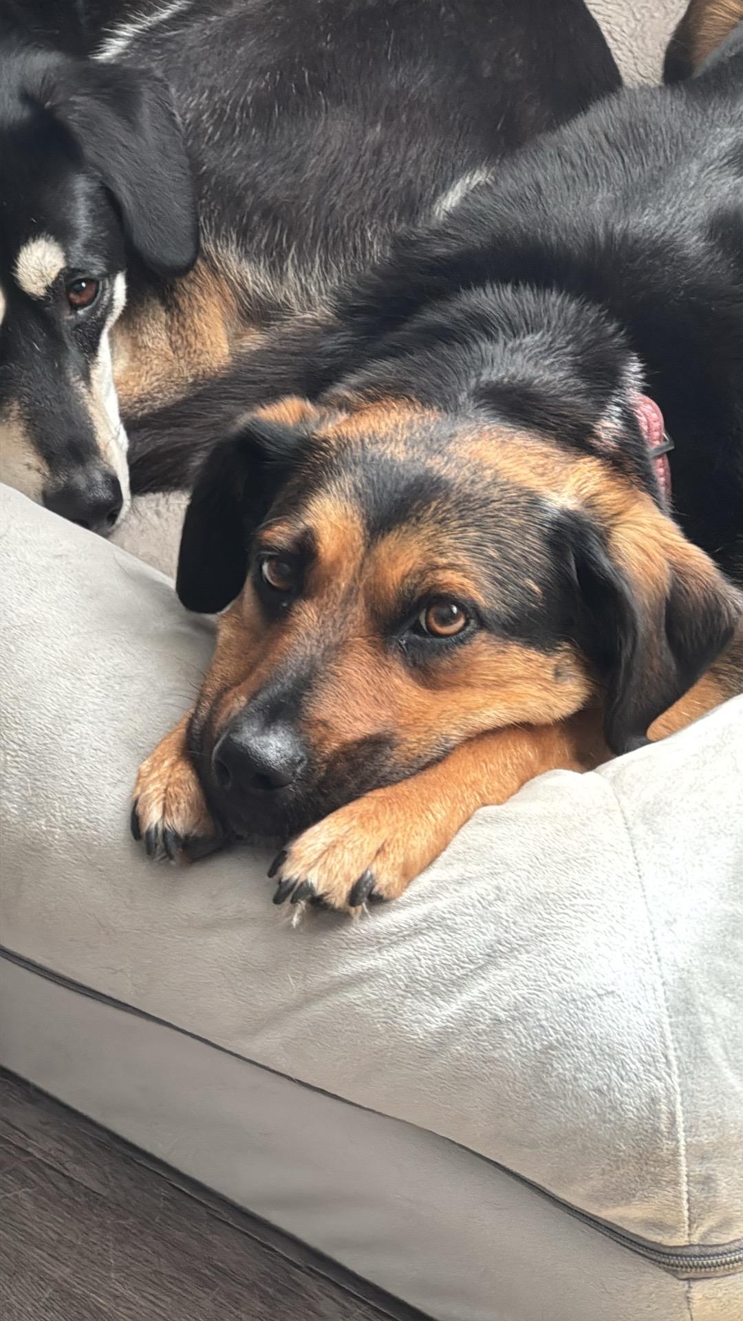 Enlarge Maggie, an adopted mixed breed in La Center, WA image 2/6