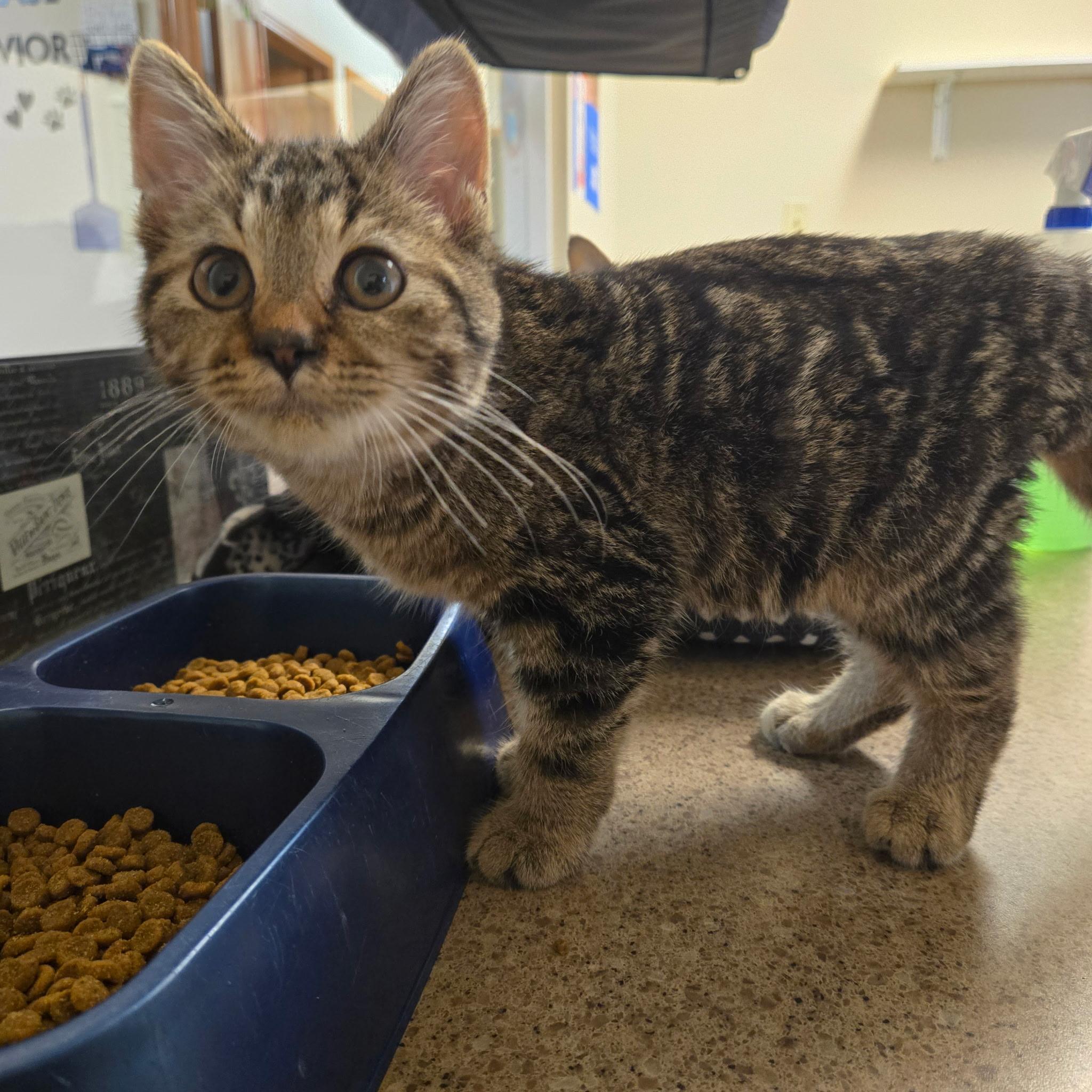 Enlarge Spencer, an adopted Domestic Short Hair in West Branch, MI image 1/1