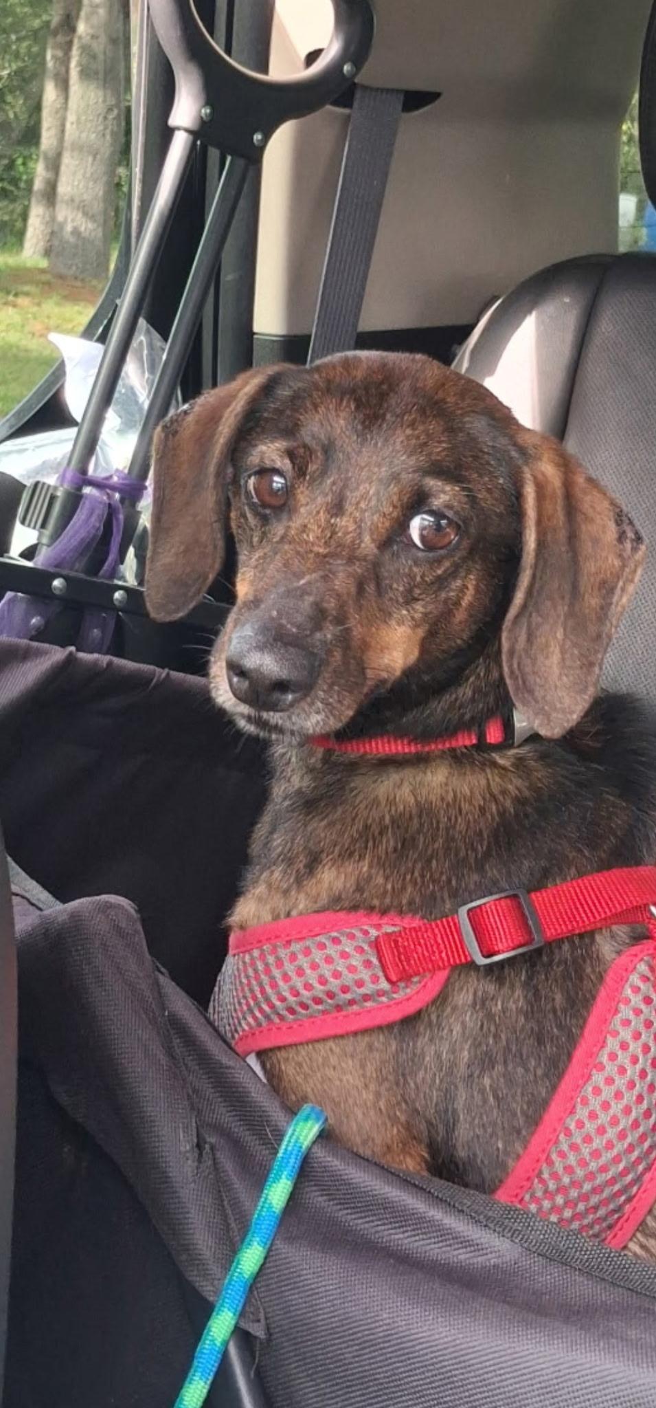 Enlarge Leroy, a Adoptable Dachshund in Egg Harbor City, NJ image 2/3