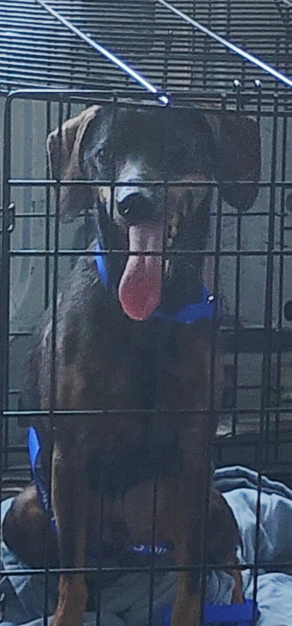 Leroy, Adoptable, Young Male Dachshund.