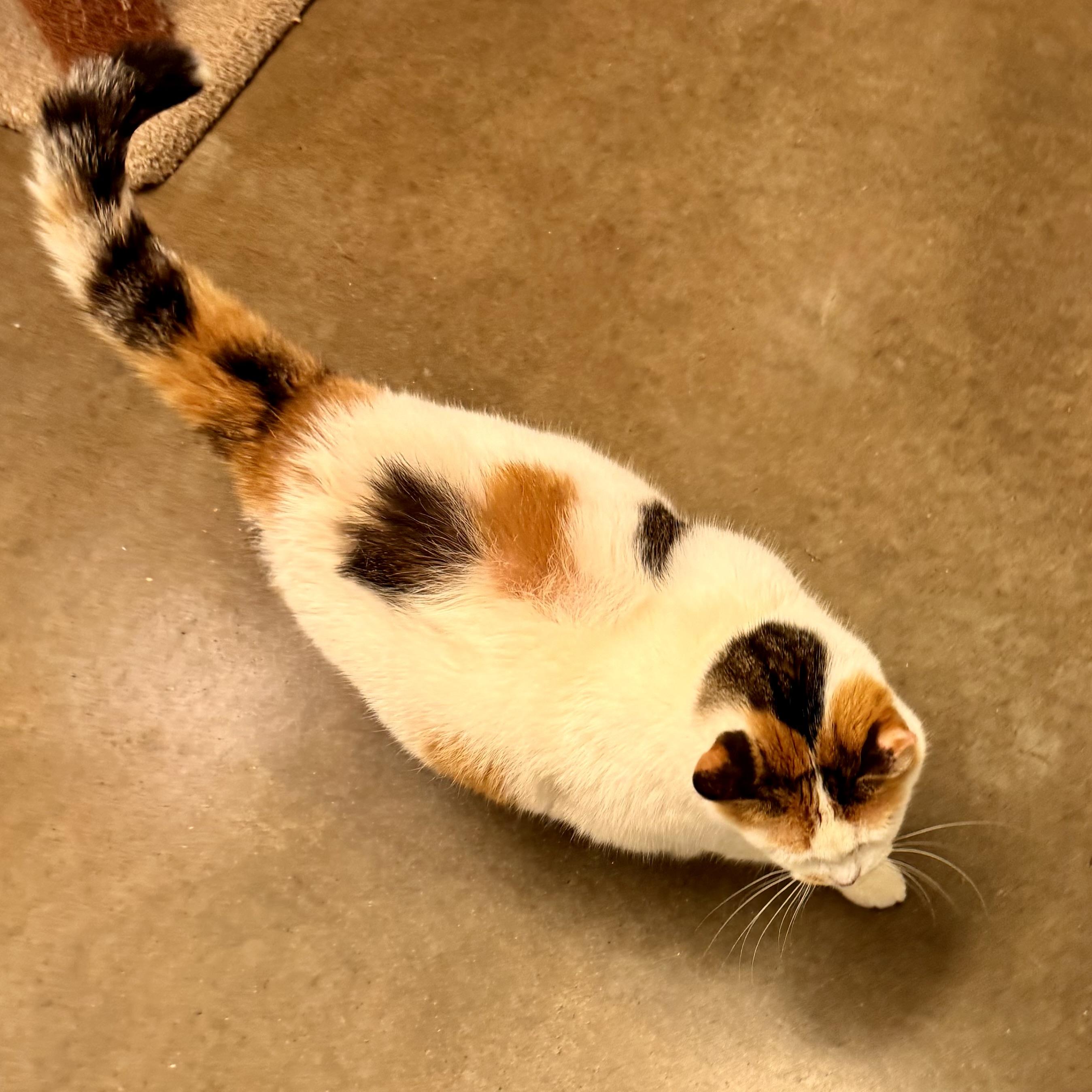 Enlarge CALYPSO, a ADOPTABLE Calico in Wilmington, OH image 5/6