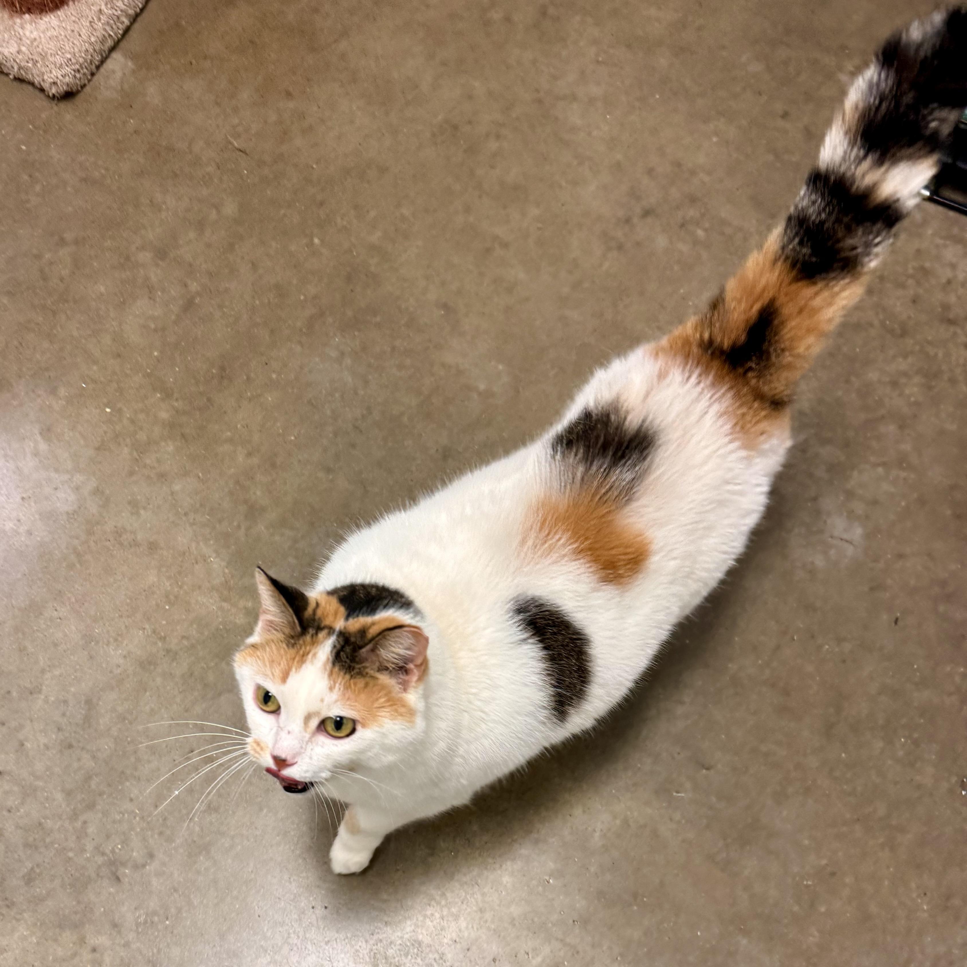 Enlarge CALYPSO, a ADOPTABLE Calico in Wilmington, OH image 2/6