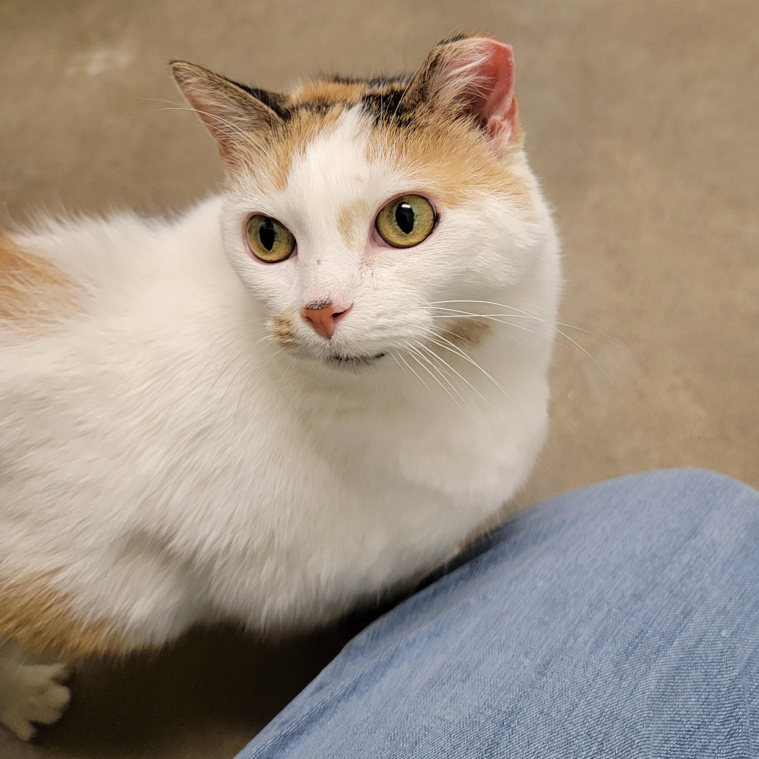 CALYPSO, ADOPTABLE, Adult Female Calico.