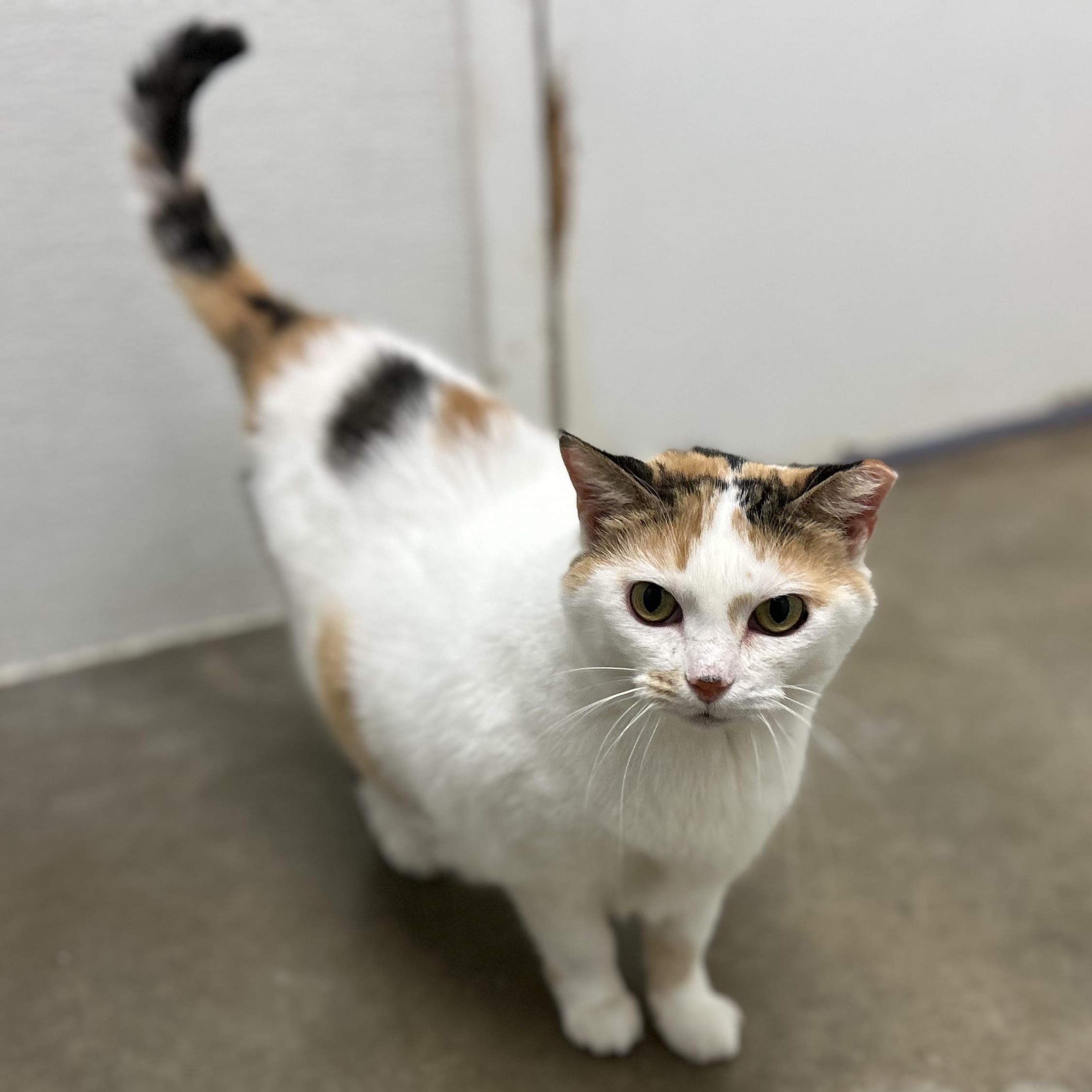 CALYPSO, adoptable, Adult Female Calico.