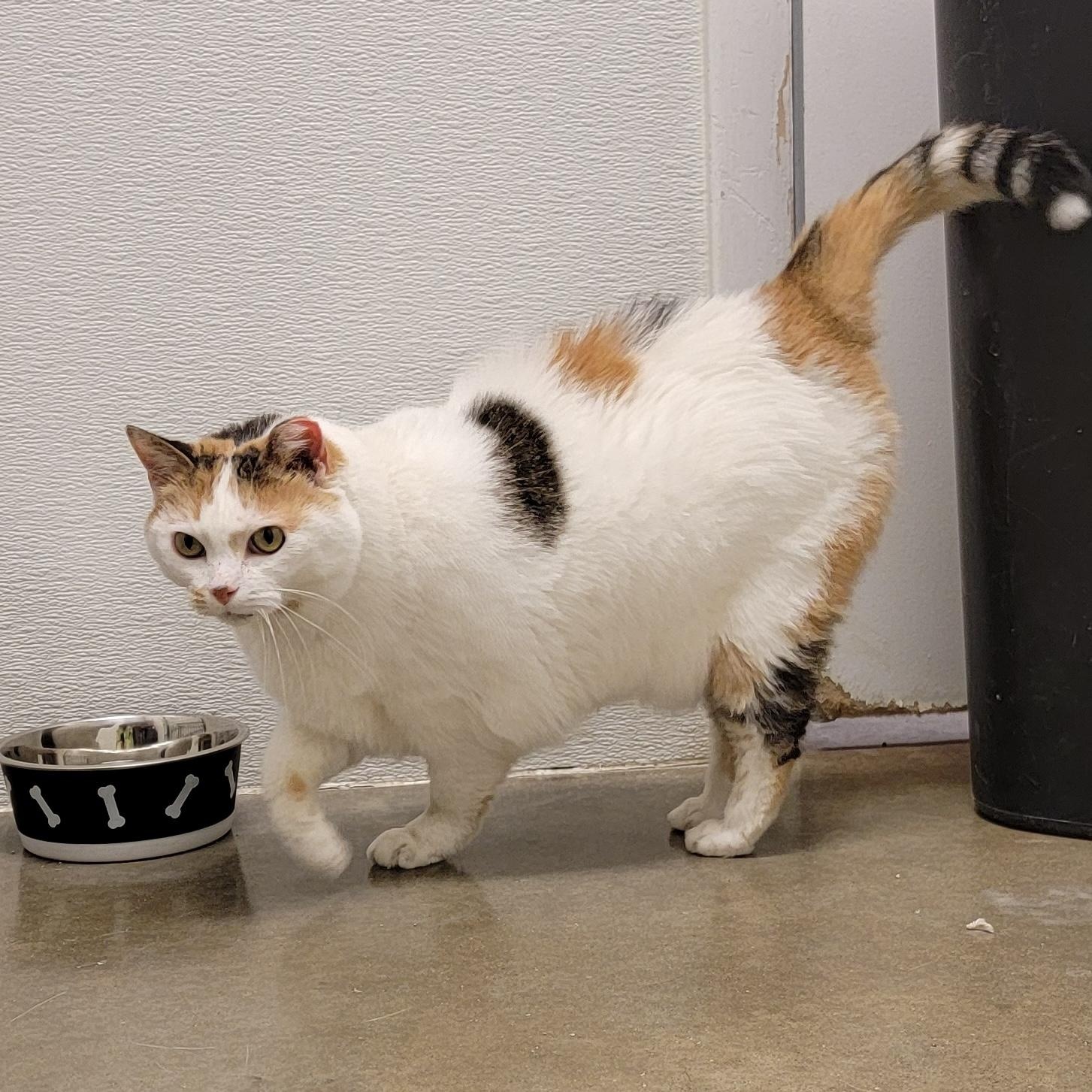 Enlarge CALYPSO, a ADOPTABLE Calico in Wilmington, OH image 3/6