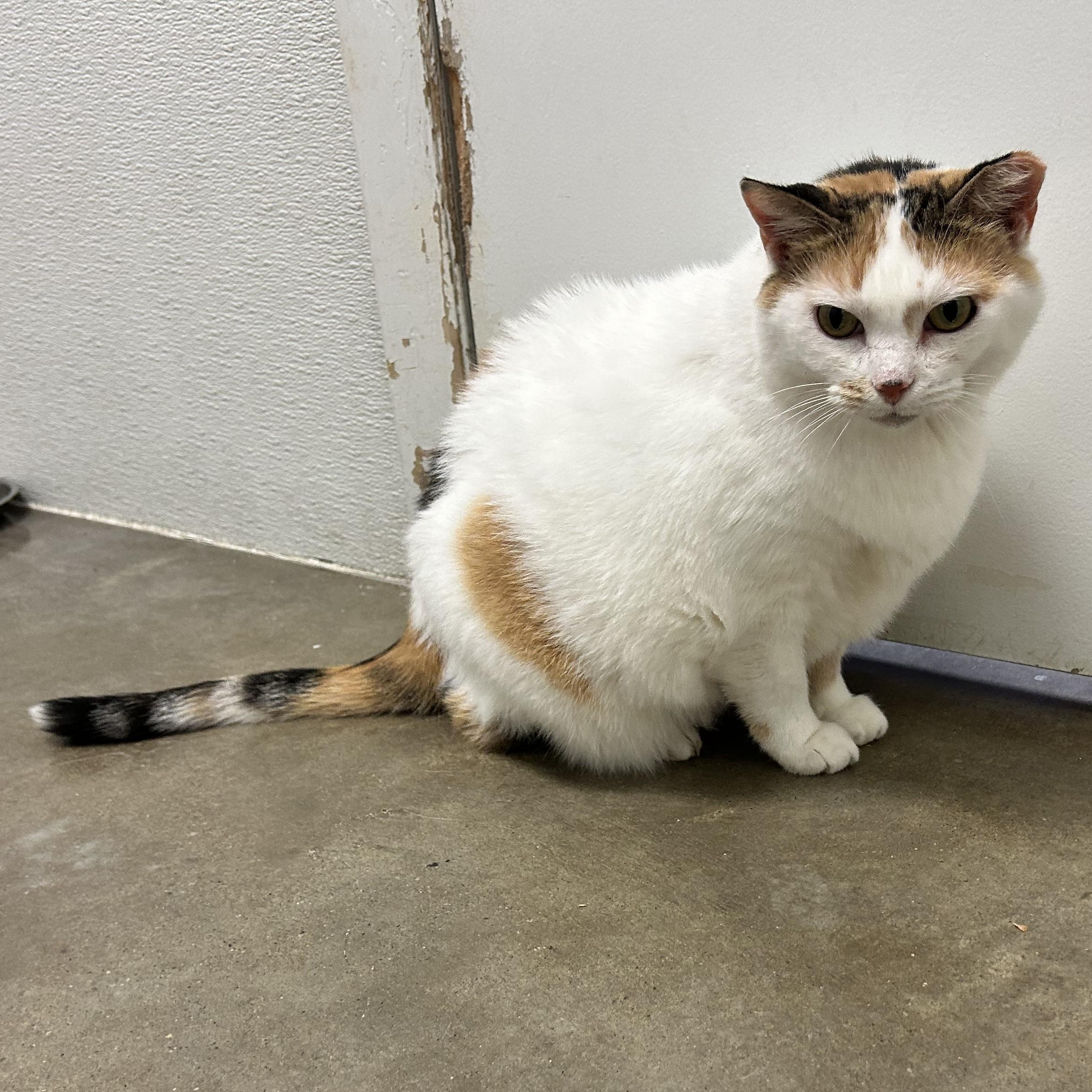 Enlarge CALYPSO, an adoptable Calico in Wilmington, OH image 3/6
