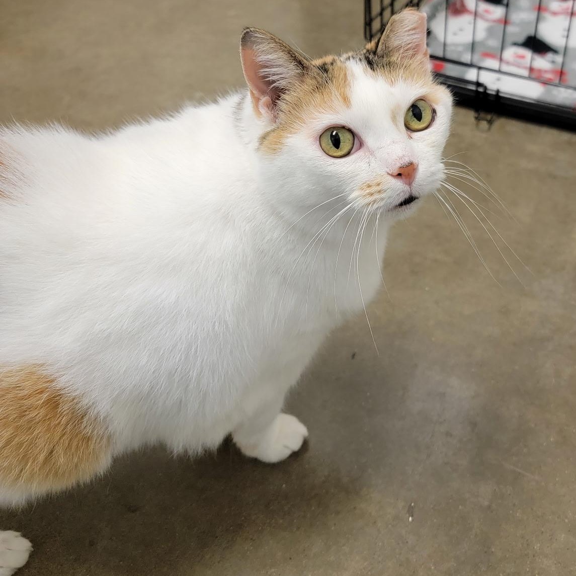 Enlarge CALYPSO, an adoptable Calico in Wilmington, OH image 4/6