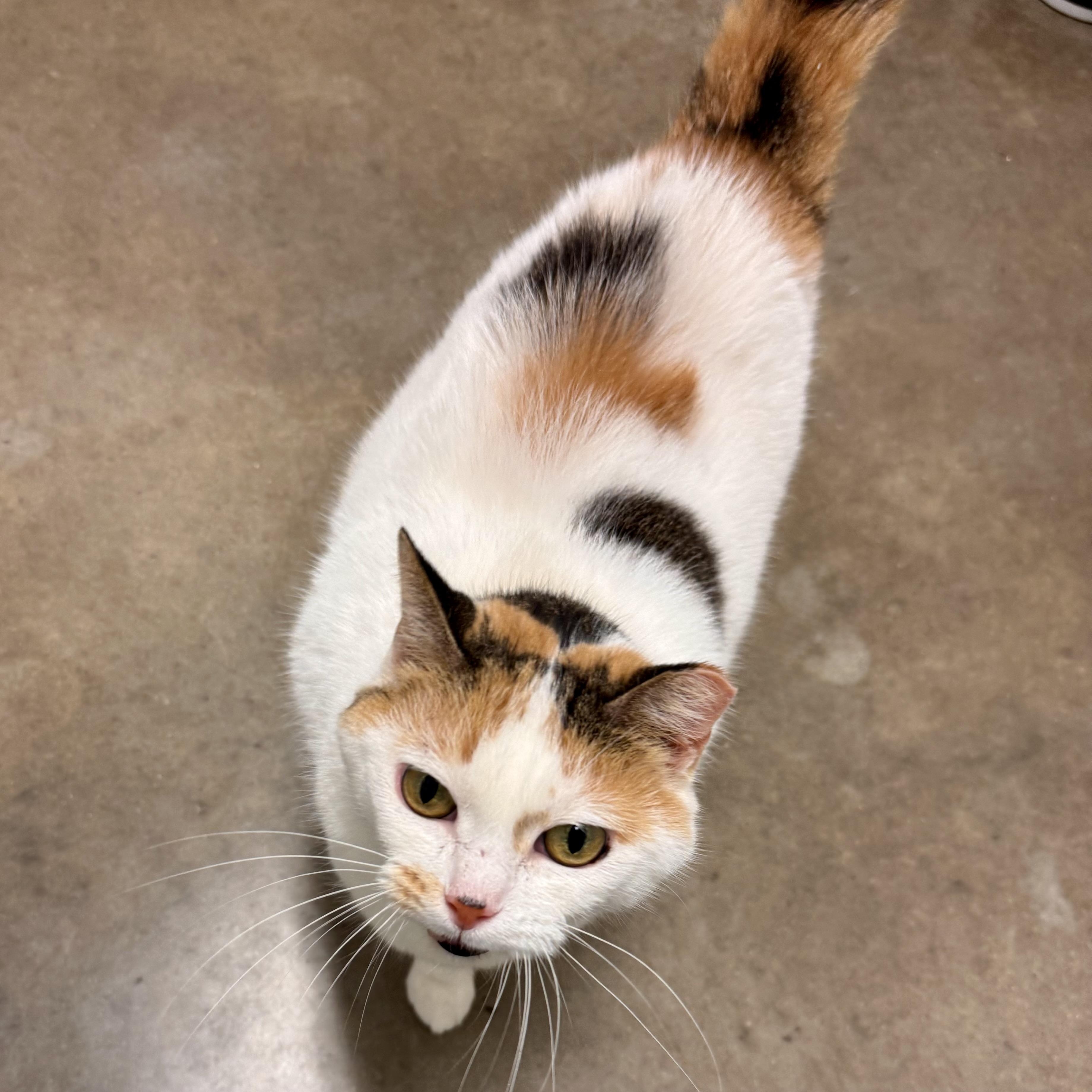 Enlarge CALYPSO, a ADOPTABLE Calico in Wilmington, OH image 6/6