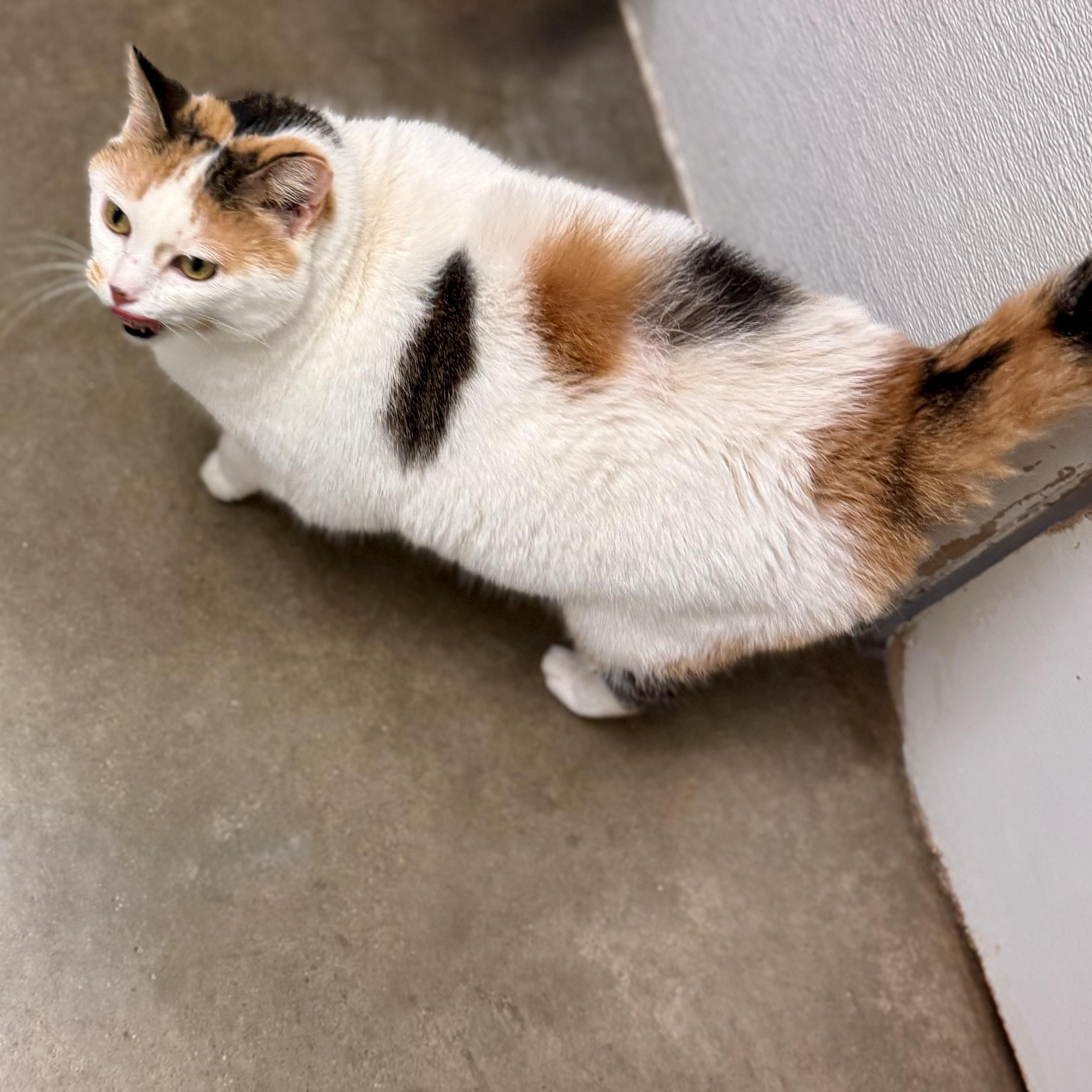 Enlarge CALYPSO, a ADOPTABLE Calico in Wilmington, OH image 4/6