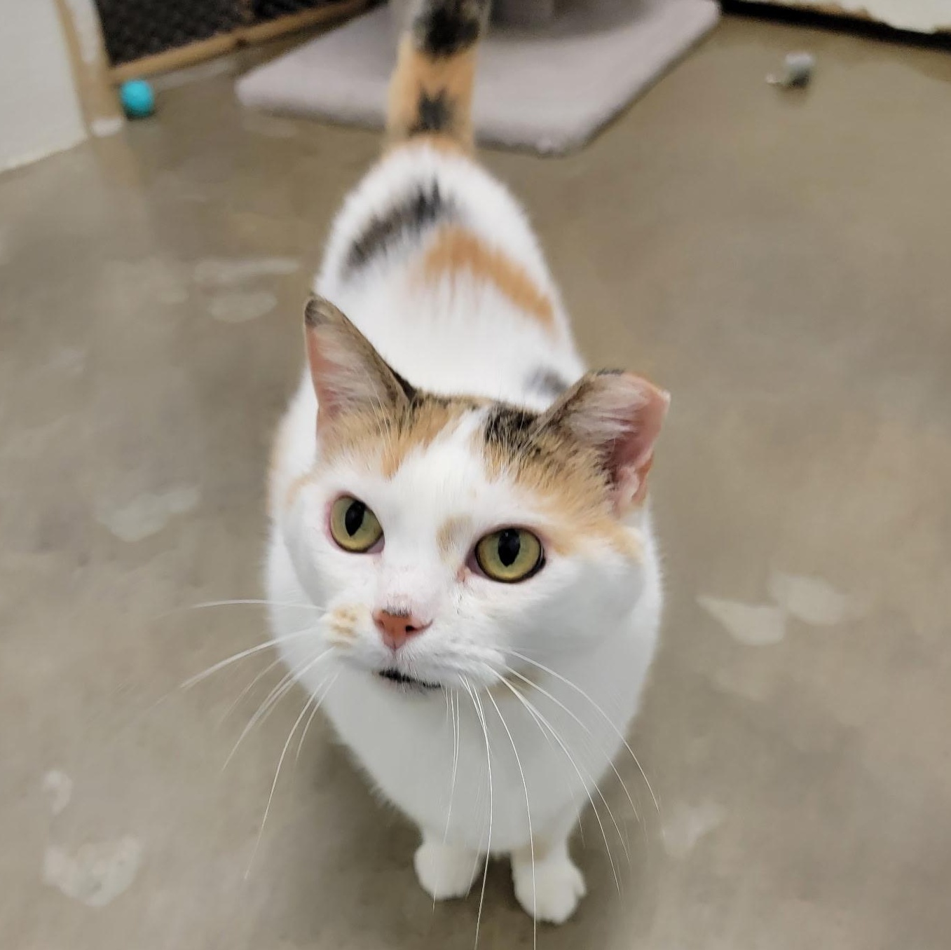 Enlarge CALYPSO, an adoptable Calico in Wilmington, OH image 2/6