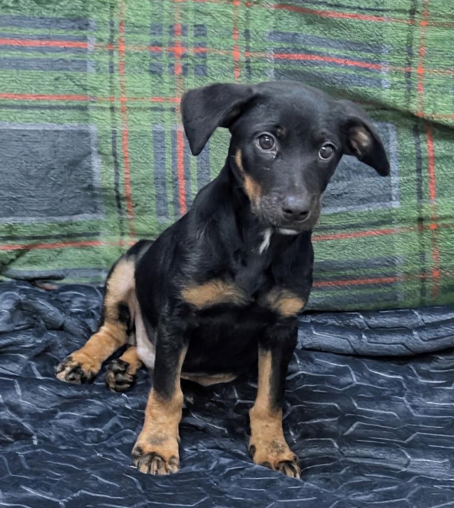 Enlarge Romeo, a Adoptable mixed breed in Little Rock, AR image 1/2