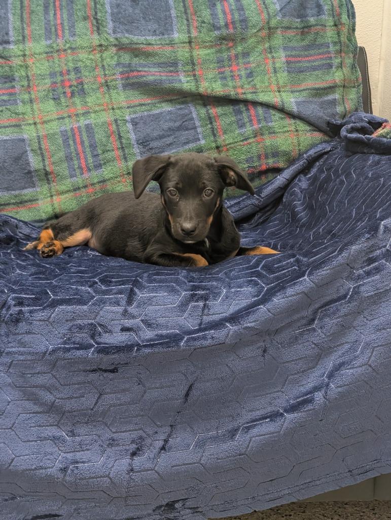 Enlarge Romeo, a Adoptable mixed breed in Little Rock, AR image 2/2